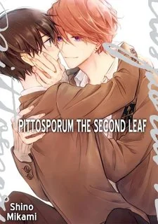 pittosporum-shino-makami